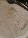 Tree Rings